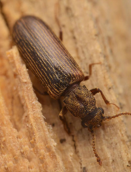 Traitement Bois Charpente : traitements de bois contre les champignons lignivores et les insectes. Intervention Sur LOUVAIN en Belgique - VP TOITURE FAÇADE LOUVAIN