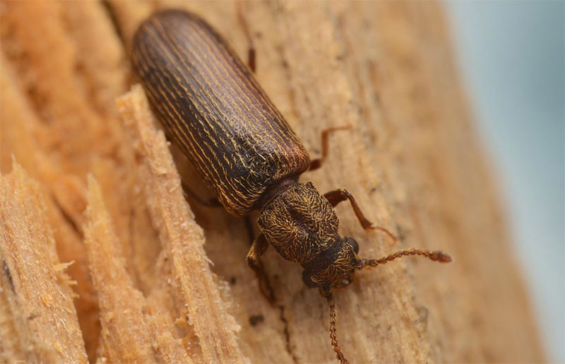 Traitement Bois Charpente : traitements de bois contre les champignons lignivores et les insectes. Intervention Sur LOUVAIN en Belgique - VP TOITURE FAÇADE LOUVAIN